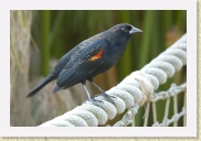 DSC_4185 Red-Winged Blackbird * 700 x 464 * (159KB)